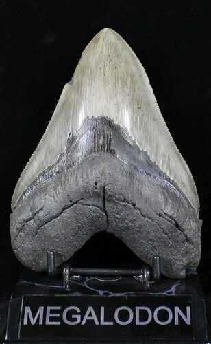 Razor Sharp Megalodon Tooth - Georgia #21868